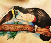 toucan